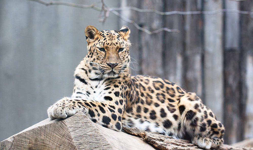 10 самых редких животных России. И где их можно увидеть