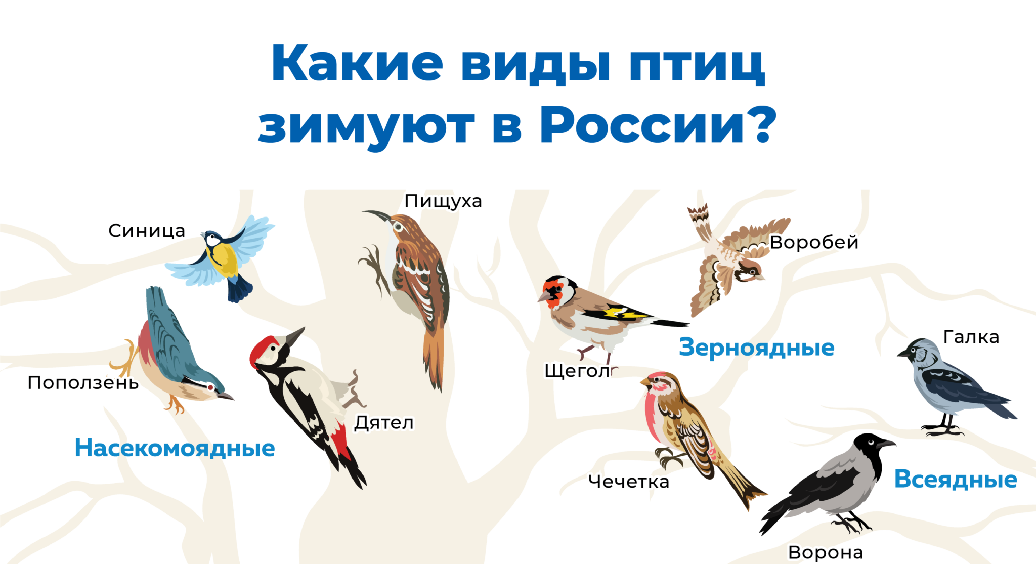 Роль растительноядных птиц в природных сообществах. Городские зимующие птицы. Птицы нашего края. Зимующие птицы России. Зерноядные перелетные птицы.