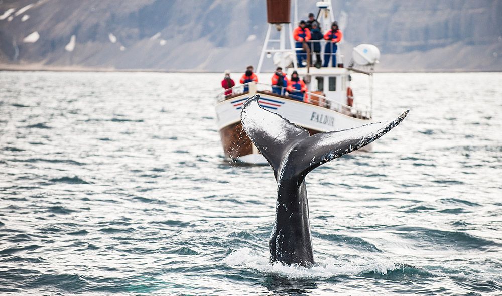 8 мест планеты, где можно увидеть китов