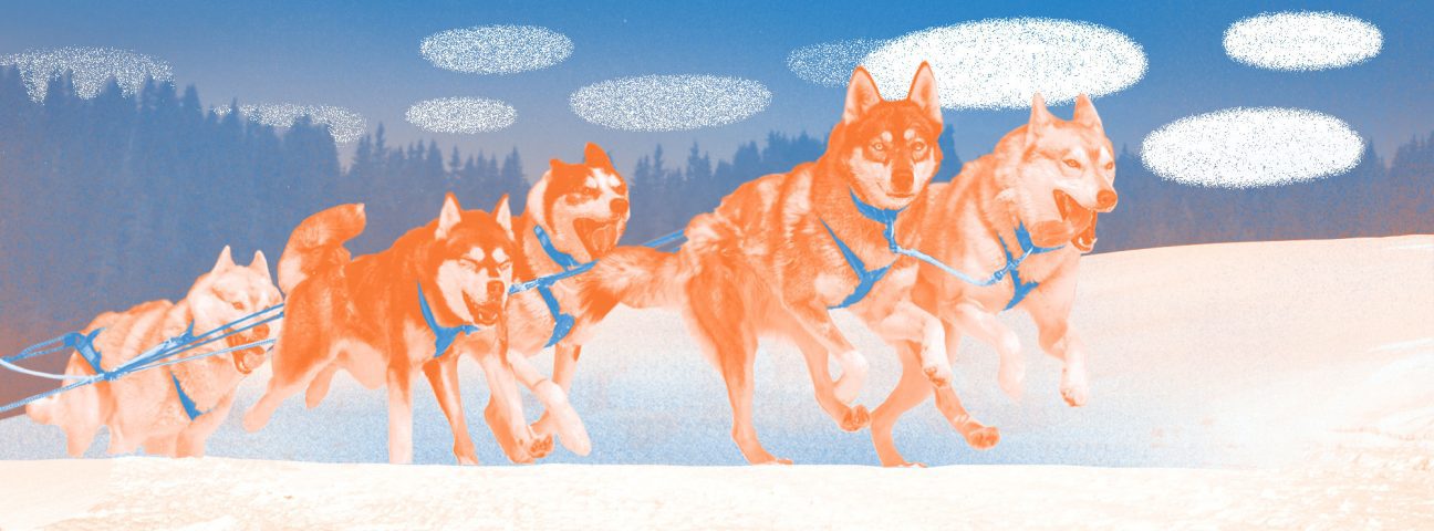 Где в России покататься на собачьих упряжках