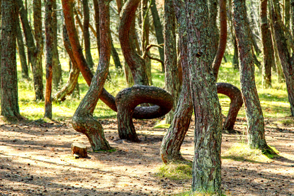 Учёные не пришли к единому мнению, почему у сосен в Танцующем лесу такая форма