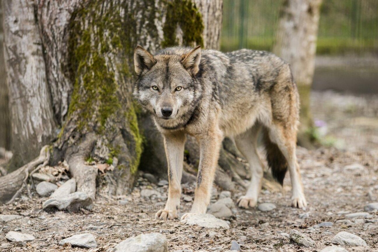 волк в зоорезорте в Кавказском заповеднике