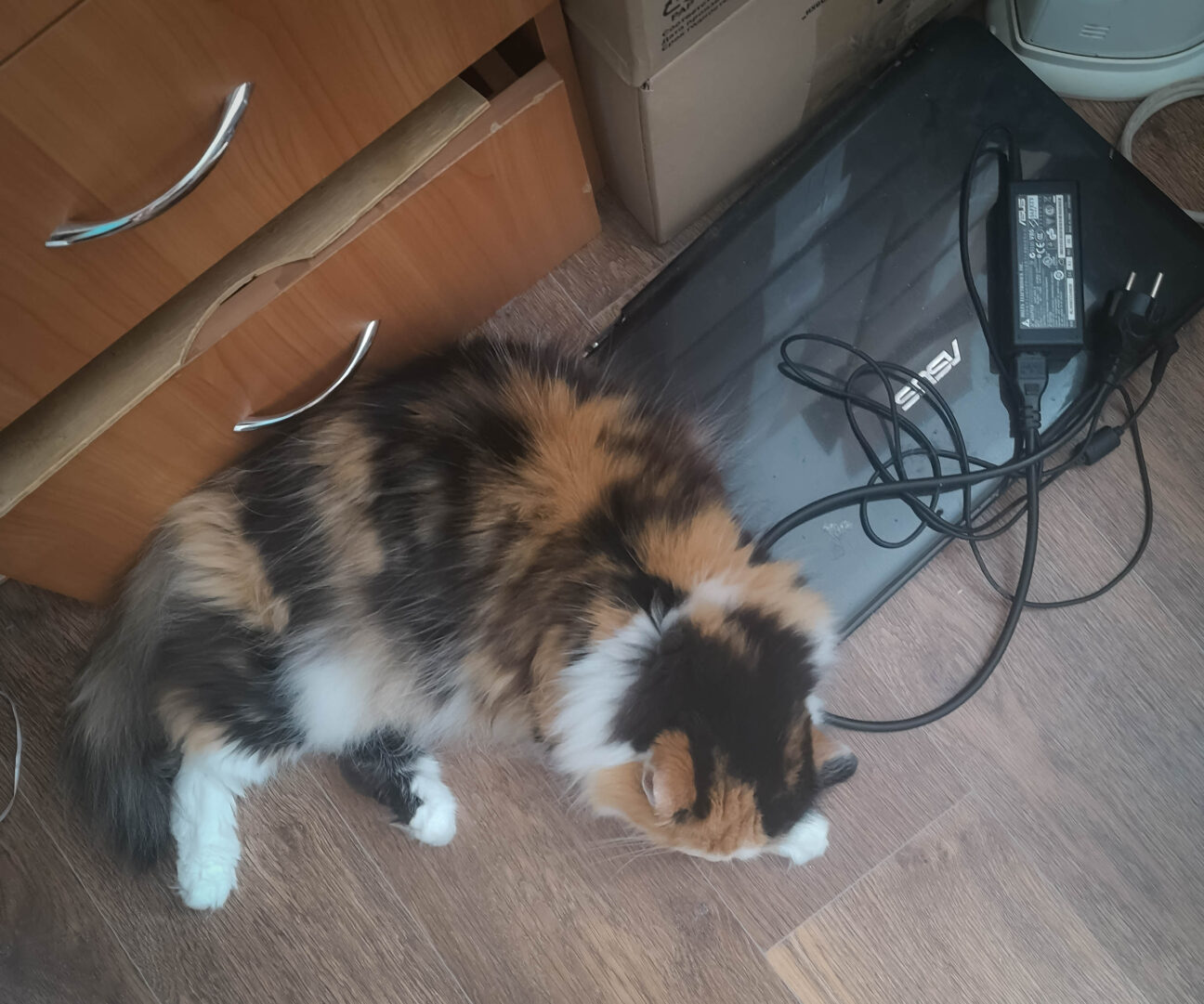 Кошка лежит на полу рядом с ноутбуком