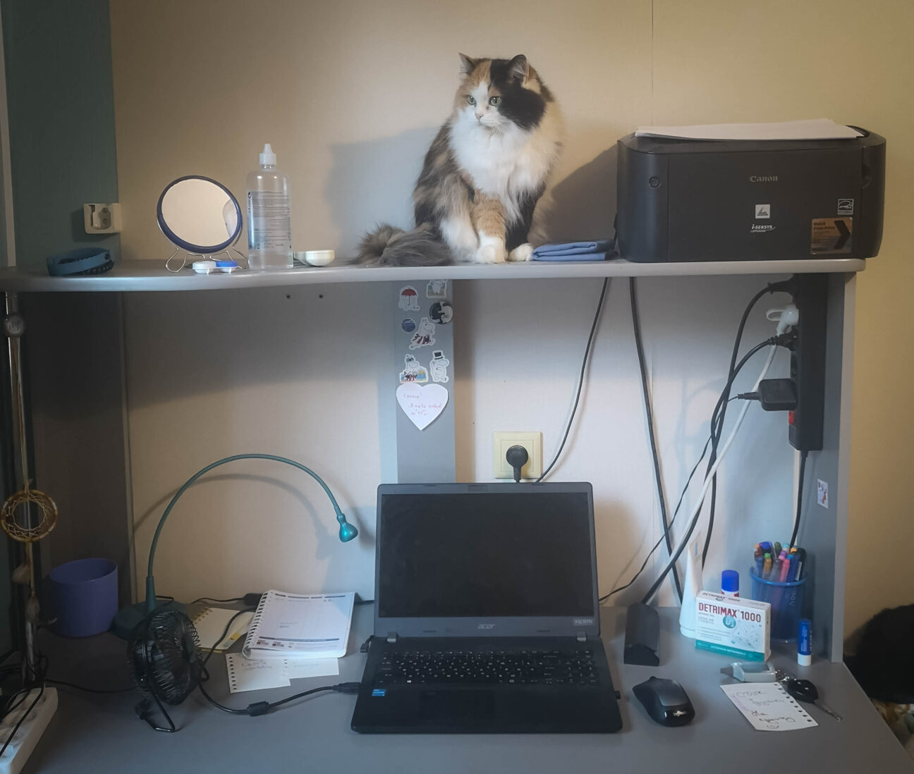 Рабочий стол с сидящей кошкой