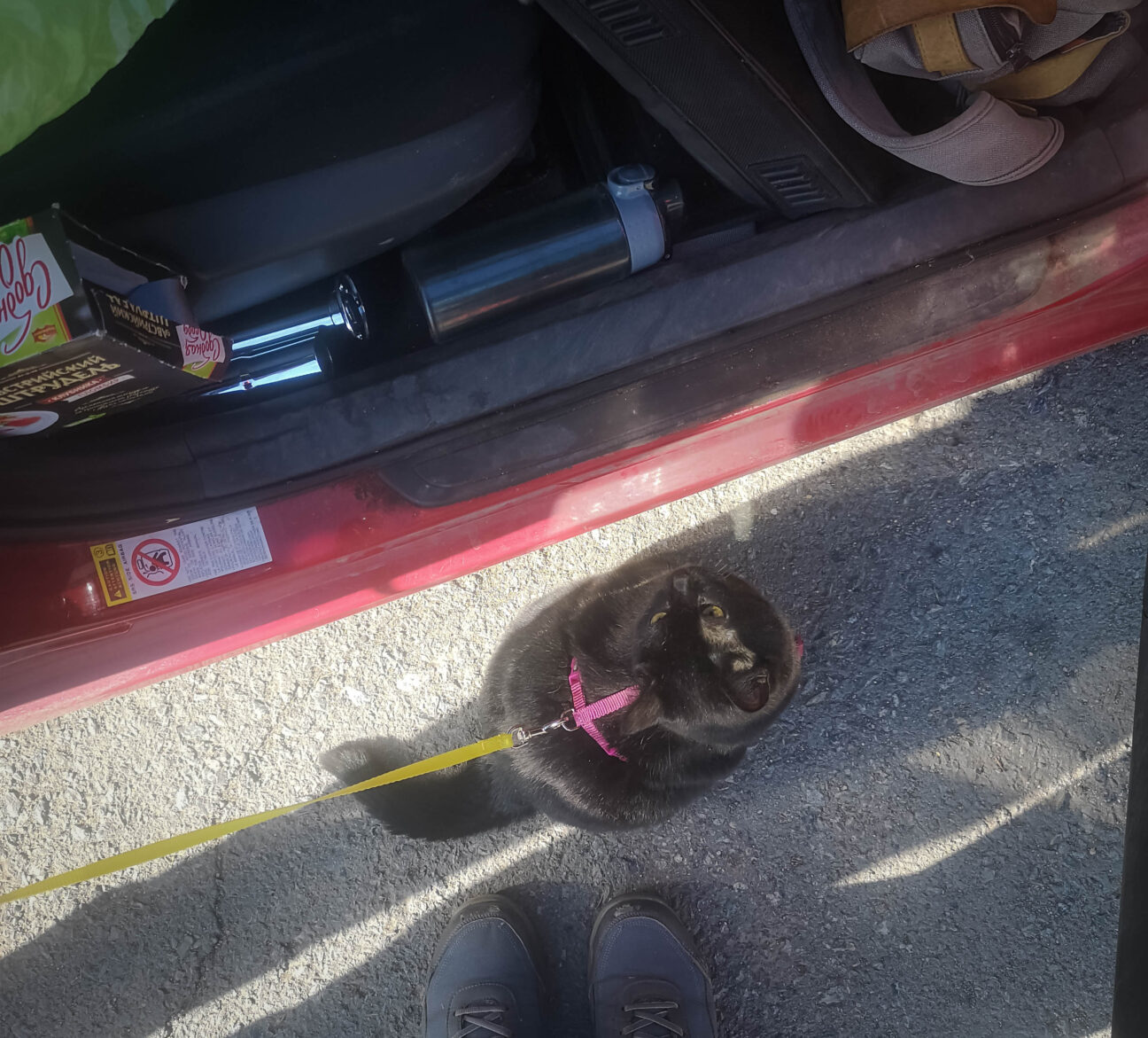 Кошка на шлейке сидит около машины