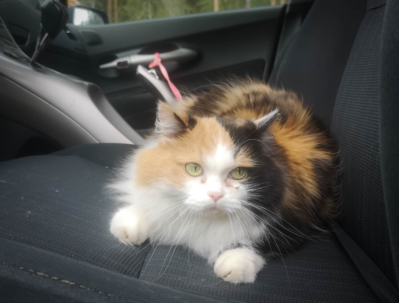 Кошка сидит в машине