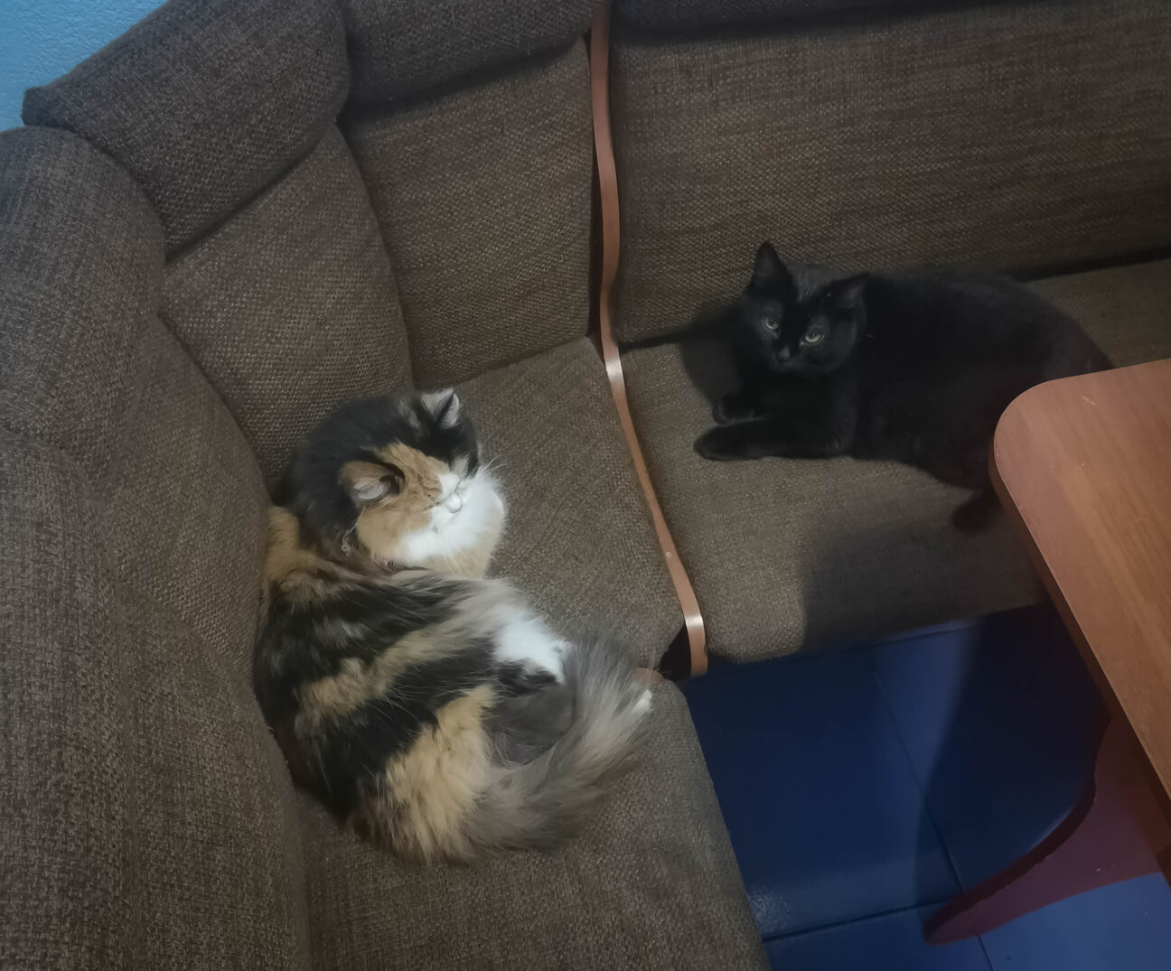 Кошки лежат на кухонном диване