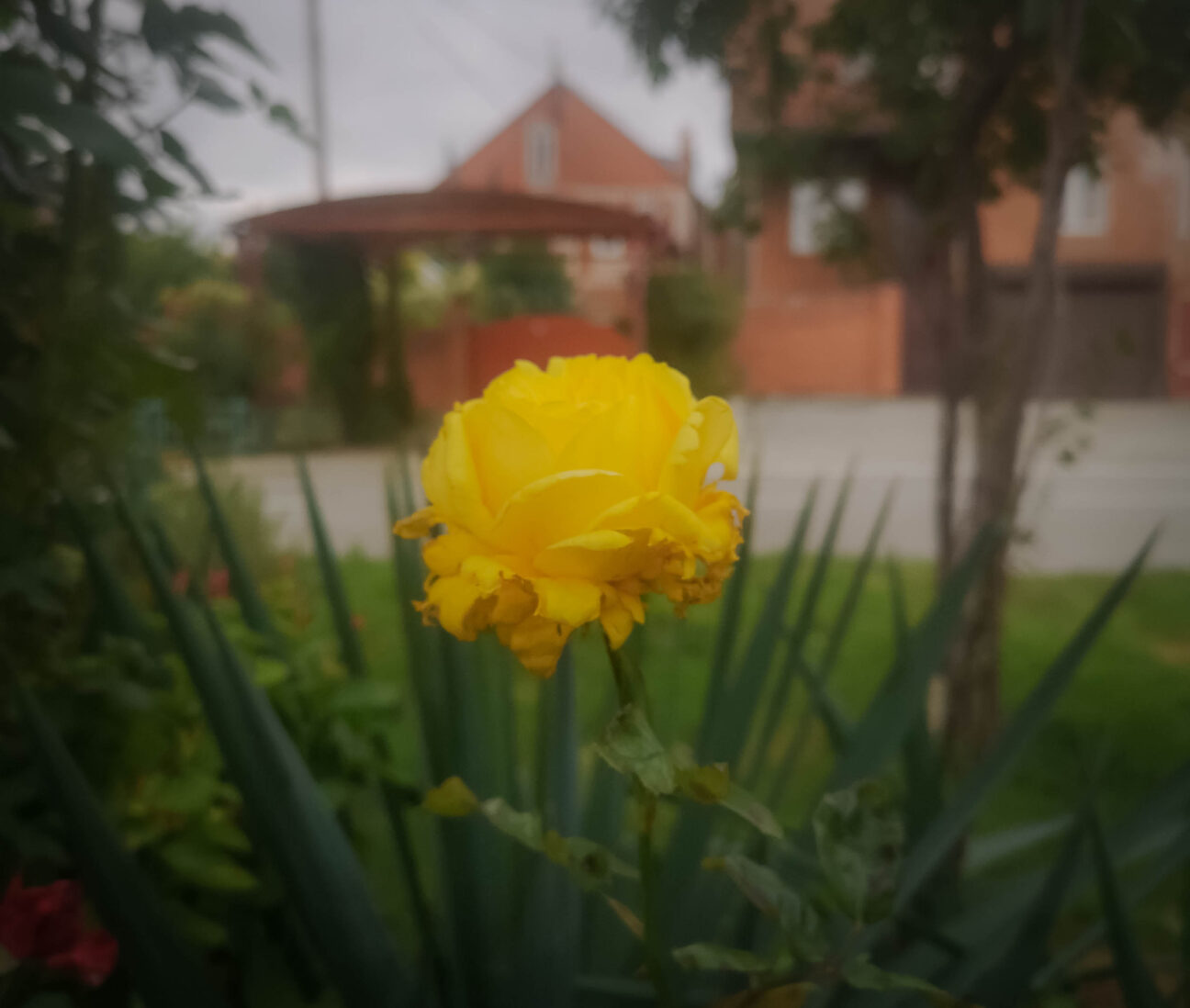Цветущая зимой роза в Анапе
