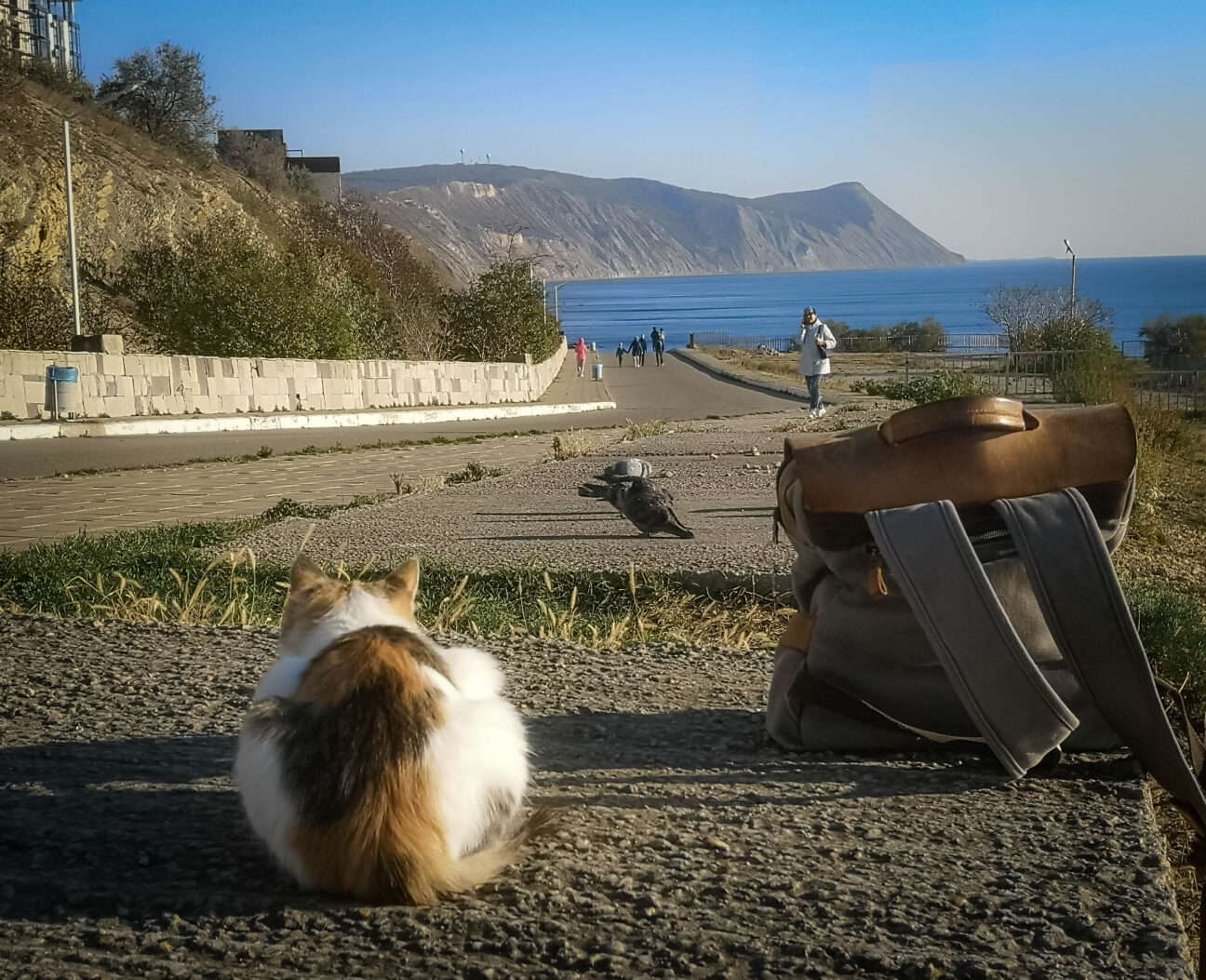 Кошка сидит рядом с рюкзаком на фоне моря и гор