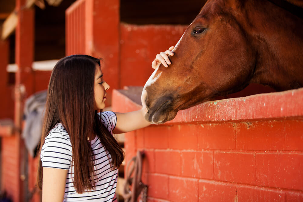Экскурсия в конную школу: познакомиться с лошадьми и покататься на одной из них