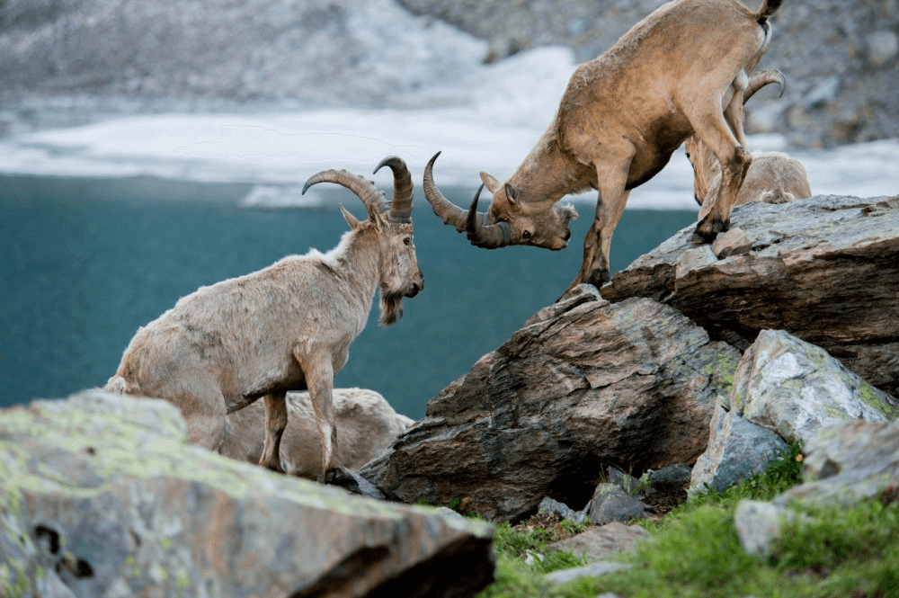 В Кавказском биосферном заповеднике обитает 89 видов животных